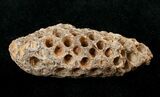 Agatized Fossil Pine (Seed) Cone From Morocco #17455-1